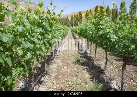 Santiago, Chile - 25. November 2024: Trauben in den Santa Rita Vineyards, Maipo, Chile Stockfoto