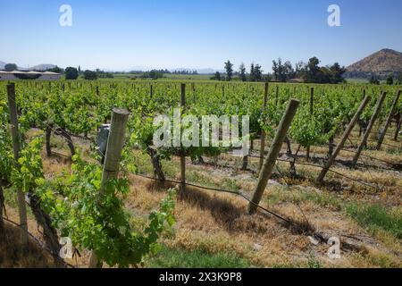 Santiago, Chile - 25. November 2024: Trauben in den Santa Rita Vineyards, Maipo, Chile Stockfoto