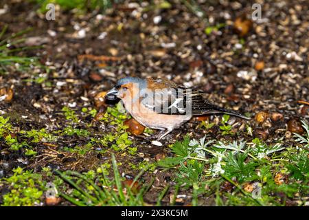 Fringilla coelebs Familie Fringillidae Gattung Fringilla gewöhnlicher Buchsbaum, der sonflower Samen im Gras isst, wilde Natur Vogelbild, Fotografie, Wallpa Stockfoto