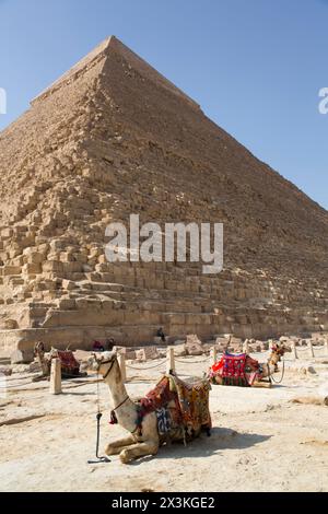 Kamele, Khafre-Pyramide (Hintergrund), große Pyramiden von Gizeh, UNESCO-Weltkulturerbe, Gizeh, Ägypten Stockfoto