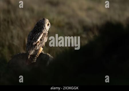 Eine wilde Langohr-Eule (Asio otus), die während der goldenen Stunde in Nordengland auf einem Felsen thront Stockfoto