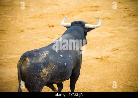 Stierkampf-Spektakel: Fesselnde Bilder spanischer Kampfbullen in Aktion Stockfoto