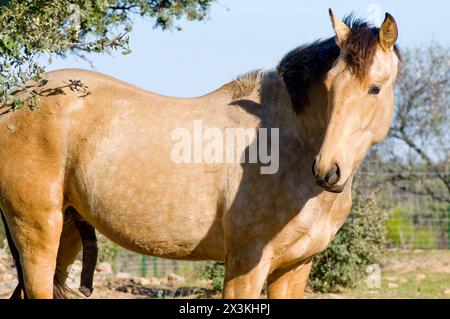 Pferdeporträt auf dem Hügel: Ein atemberaubendes Bild der Gnade und Majestät Stockfoto