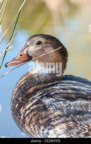 Elegante Ente: Reflektierendes Wasser und die ruhige Natur in reinster Form Stockfoto