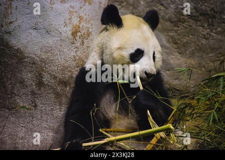 Bambus Buffet: Fesselnde Bilder von Pandabären, die bei ihrem Lieblingsgeschenk schlummern Stockfoto