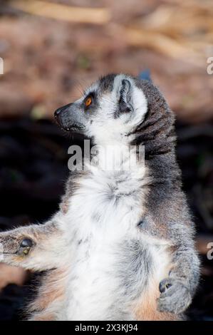 Atemberaubendes Lemur Porträt: Fesselnde Augen und wunderschöne Haut. Stockfoto