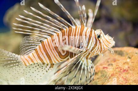 Erkunden Sie die Unterwasserwelt: Löwenfische zwischen Korallenriffen, eine atemberaubende und dennoch gefährliche Begegnung Stockfoto