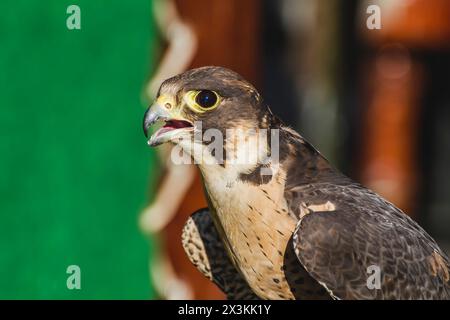 Mittelalterliche Messe Begegnung: Exquisite Peregrine Falken Detail in atemberaubenden Bildern Stockfoto