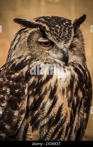 Golden Owl Portrait: Die Majestät der Wildtiere in atemberaubender Bilderfassung festzuhalten Stockfoto