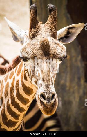 Schrullige und atemberaubende Giraffe im Zoo Park: Eine verspielte Fotosammlung Stockfoto