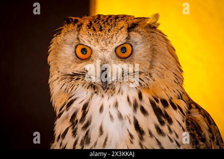 Beobachten Sie majestätische Uhu bei einer Greifvogel-Ausstellung während einer mittelalterlichen Messe Stockfoto