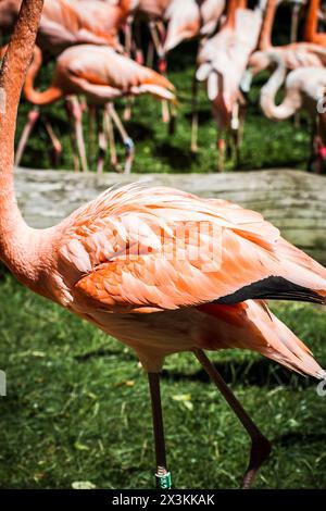 Lebendige Schar orangener Flamingos im Zoo: Ein atemberaubender visueller Genuss! Stockfoto