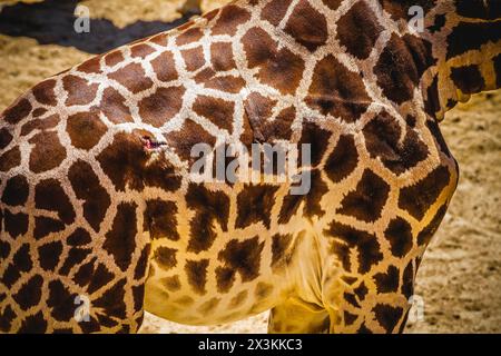 Exotische Eleganz: Atemberaubende Giraffe in einem Zoo Park Skin Stockfoto