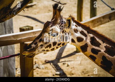 Exquisite Giraffe in einem Zoo Park: Atemberaubende Bilder der majestätischen Kreatur Stockfoto