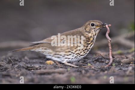 Song-Thrush für Erwachsene, Turdus philomelos, mit Wurm im Schnabel, Queen's Park, London, Vereinigtes Königreich Stockfoto