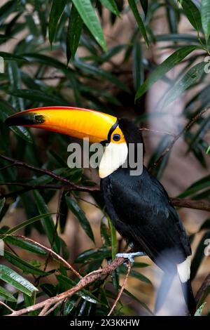 Exquisiter Tukan, der sich anmutig auf einem Baum befindet: Atemberaubende Wildtierfotografie, die in lebendigen Details aufgenommen wurde. Stockfoto