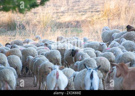 Sonnenverwöhnte spanische Landschaft: Eine Schar weidender Schafe in den Rolling Hills Stockfoto