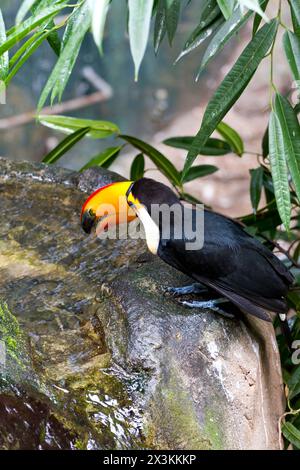 Exotischer Tukan, der anmutig auf einem Baumzweig thront: Ein atemberaubender Anblick! Stockfoto