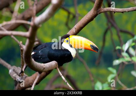 Exquisiter Tukan, der anmutig auf einem Baum thront: Atemberaubende Wildtierfotografie. Stockfoto