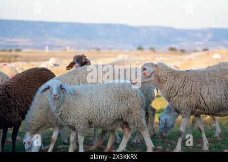 Sonnenverwöhnte spanische Landschaft: Eine Schar weißer Schafe, die zwischen Rolling Hills und Olivenbäumen weiden Stockfoto