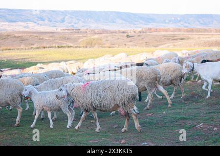 Sonnenverwöhnte spanische Landschaft: Herde weißer Schafe weidet auf Rolling Hills mit Olivenbäumen in der Ferne Stockfoto