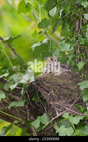 Erwachsene Misteldrossel, Turdus viscivorus, in der Nähe des Nestes, Queen's Park, London, Vereinigtes Königreich Stockfoto