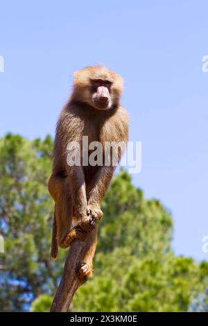 Wild Pavian Adventures: Die Essenz von Papio hamadryas ursinus in atemberaubender Bilderwelt Stockfoto