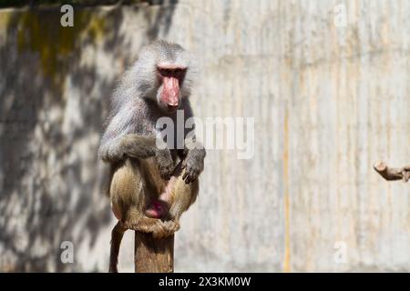 Wild and Majestic: Die Essenz eines männlichen Pavians in atemberaubenden Bildern einfangen Stockfoto