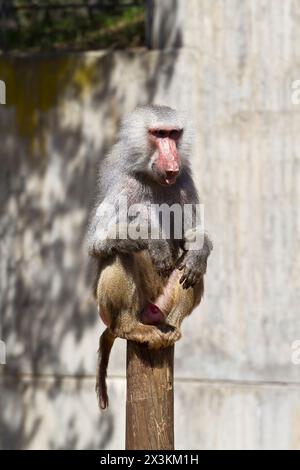 Wild and Free: Fesselnde Bilder eines männlichen Pavians (Papio hamadryas ursinus) Stockfoto