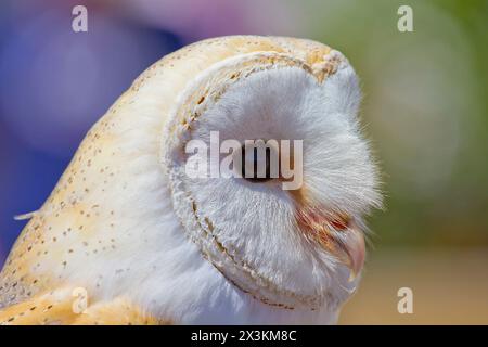 White Owl: Atemberaubendes Porträt eines majestätischen Vogels Stockfoto