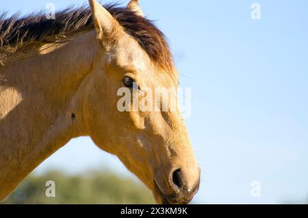 Equine Majesty: Atemberaubendes Pferdebild auf einem Hügel Stockfoto