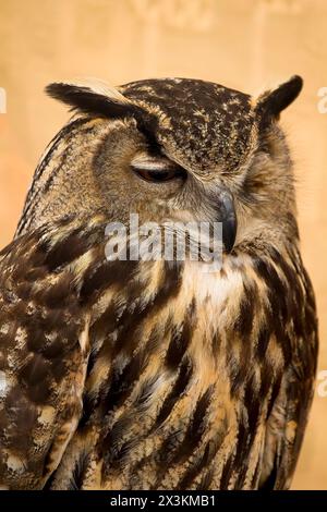 Golden Ewl Portrait: Ein atemberaubendes Bild von Eleganz und Weisheit Stockfoto