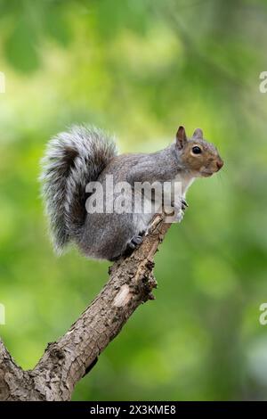 Graues Eichhörnchen, Sciurus carolinensis, auf einem Baumzweig stehend, Queen's Park, London, Vereinigtes Königreich Stockfoto