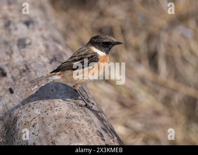 Männlicher Stonechat, Saxicola rubicola, Wintergefieder, hoch auf Treibholz, West Kirby Küste, Wirral-Halbinsel, Vereinigtes Königreich Stockfoto