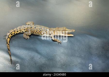 Kleines Babykrokodil im Nahbereich im selektiven Fokus Stockfoto