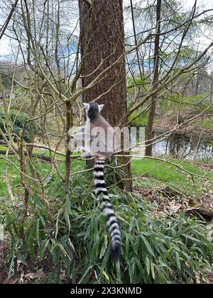 Niedliche Lemur mit Ringschwanz auf Baum draußen im Frühling Stockfoto