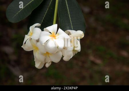 Sampaguita Jasmine Nationalbaum der Republik der Philippinen, Weiße Sampaguita Jasmine oder Arabische Jasmine Blüten mit Morgenlicht. Stockfoto