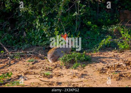 Strauchhase (Lepus saxatilis) in der natürlichen Umgebung des Sri Lankas Nationalparks Yala. Ein großer graubrauner Hase sitzt in der Nähe der Büsche Stockfoto