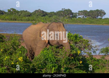 Indische Elefanten in natürlicher Umgebung. Spaziergänge am Ufer eines Teichs an einem sonnigen Tag Stockfoto