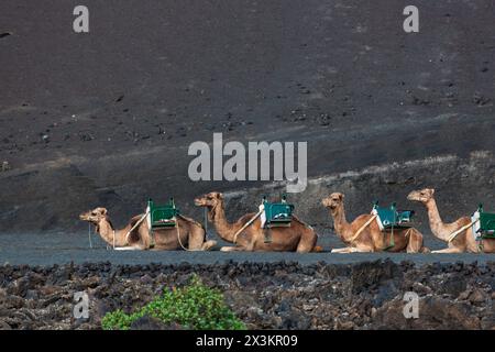 Ausgeruhte Kamele warten darauf, Touristen auf einen Kamelritt im Timanfaya Nationalpark auf Lanzarote, Spanien, zu nehmen Stockfoto