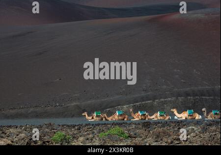 Ausgeruhte Kamele warten darauf, Touristen auf einen Kamelritt im Timanfaya Nationalpark auf Lanzarote, Spanien, zu nehmen Stockfoto