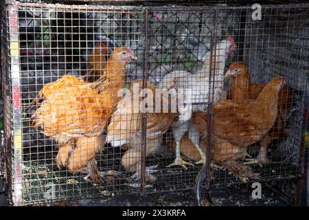 Lebende Hühner in Käfigen, die auf einem kleinen Straßenmarkt in Sri Lanka zum Verkauf angeboten werden Stockfoto