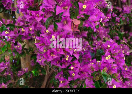 Wunderschöne frühlingsrosafarbene Blumen, umgeben von üppigem Grün Stockfoto