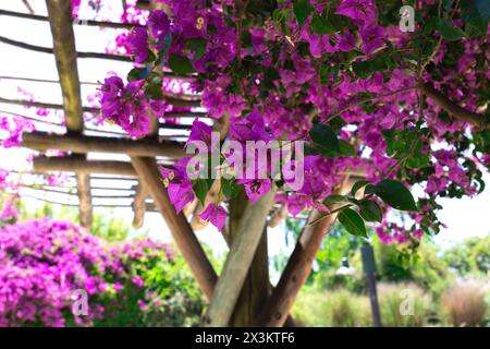 Wunderschöne frühlingsrosafarbene Blumen, umgeben von üppigem Grün Stockfoto