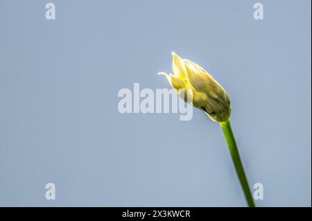 bud of a wilden Knoblauchstiel glitzernd in der Sonne mit Copyspace, Dänemark, 27. April 2024 Stockfoto