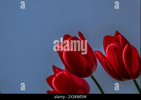 Drei rote Tulpen vor blauem Himmel, Dänemark, 27. April 2024 Stockfoto