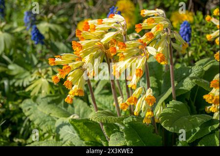 Cowslips in Rot und Gelb auf einer Sommerwiese Stockfoto