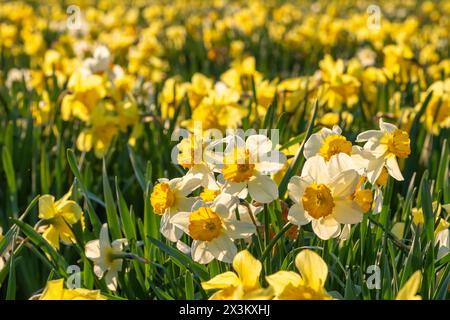 Schöne Frühlings-Narzissen-Blume in voller Blüte Nahaufnahme Stockfoto