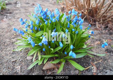 Scilla ist eine Gattung von zwiebelbildenden mehrjährigen krautigen Pflanzen aus der Familie der Sparagaceae, Unterfamilie Scilloideae. In Engli werden manchmal die Quietschen genannt Stockfoto