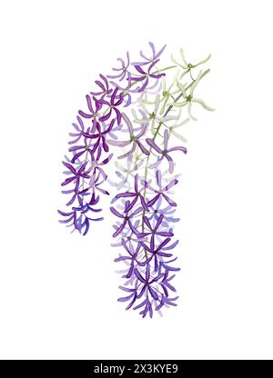 Petrea volubilis Blütenbündel von lilafarbener Farbe auf einem Zweig mit Aquarellblättern Stockfoto